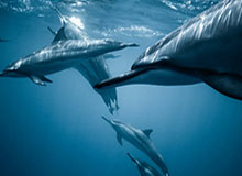 hth赛事公司-茹萨：上海德比时，在看台上向我要球衣的球迷很勇敢